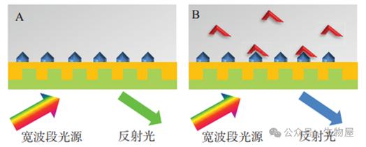 高通量、无标记、动态成像 下一代高通量筛选的融合与革新